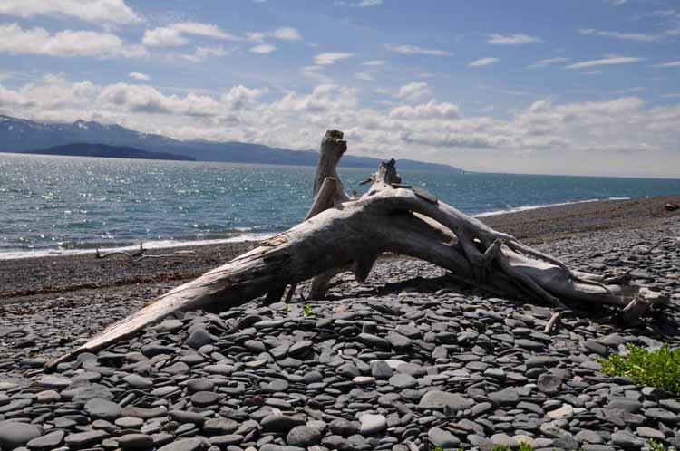 beach and driftwood